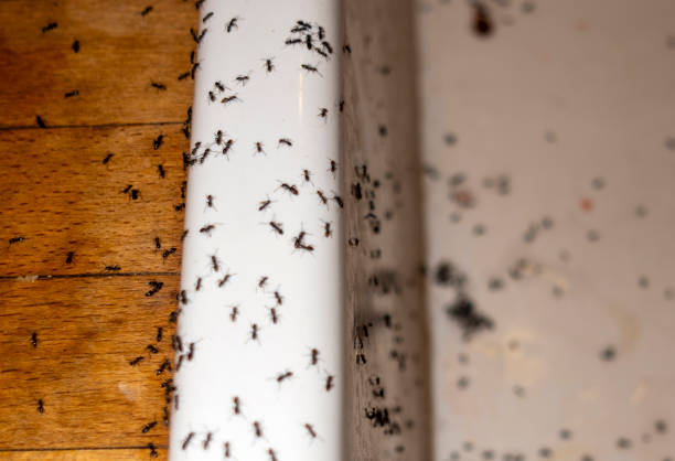 Best Wildlife Control Services  in Hamilton, AL